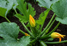 Uzgoj tikvica u saksiji – Jednostavno i brzo, plodovi za MESEC DANA!