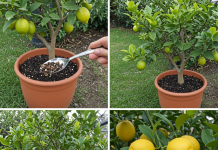 Samo 1 žlica i vaše LIMUNOVO DRVO rađa tokom cele godine!