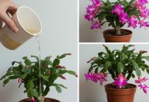 Kako da vaš BOŽIĆNI KAKTUS cveta svake zime – Provjerite unutarnje uvjete!