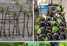 Detaljan vodič naših starih za razmnožavanje VINOVE LOZE iz orezanih reznica