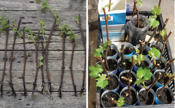 Detaljan vodič naših starih za razmnožavanje VINOVE LOZE iz orezanih reznica