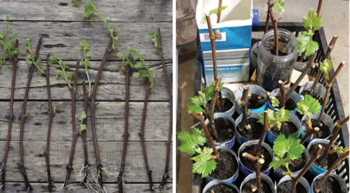 Detaljan vodič naših starih za razmnožavanje VINOVE LOZE iz orezanih reznica