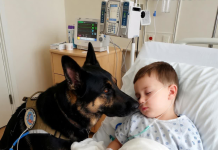 Čudo u intenzivnoj njezi: pas koji je spasio život dječaku