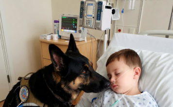 Čudo u intenzivnoj njezi: pas koji je spasio život dječaku