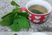 Kako origano može postati saveznik u očuvanju zdravlja