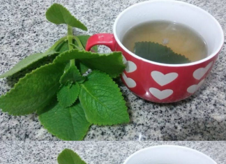 Kako origano može postati saveznik u očuvanju zdravlja