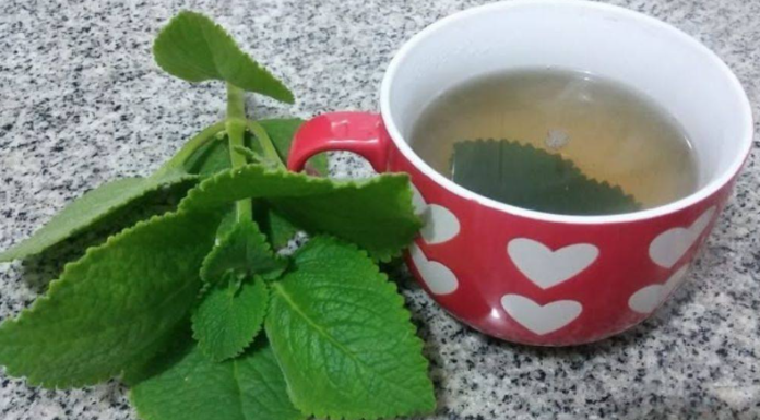 Kako origano može postati saveznik u očuvanju zdravlja