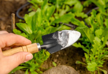 Jednostavan trik za zdrave biljke: SODA BIKARBONA može napraviti veliku razliku u vašem vrtu