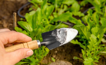 Jednostavan trik za zdrave biljke: SODA BIKARBONA može napraviti veliku razliku u vašem vrtu