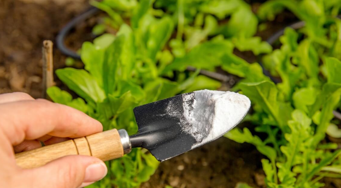 Jednostavan trik za zdrave biljke: SODA BIKARBONA može napraviti veliku razliku u vašem vrtu