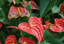 Prirodni eliksir koji vraća život anturijumu: Kako oživjeti i najslabiju biljku