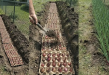 Jednostavna i učinkovita metoda sadnje luka pomoću kartonskih posuda za jaja
