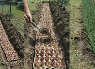 Jednostavna i učinkovita metoda sadnje luka pomoću kartonskih posuda za jaja