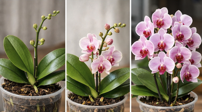 Prirodno oživljavanje slabih orhideja: Jednostavna metoda sa krompirom za snažno korijenje i obilno cvjetanje