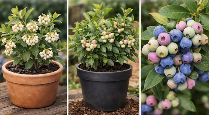 Kako uspješno uzgajati borovnice u zatvorenom prostoru i imati svježe plodove tokom cijele godine