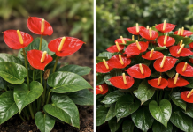 Tajna bujnog anturijuma: Jednostavno prirodno gnojivo koje može pomoći da biljka cvjeta tokom cijele godine