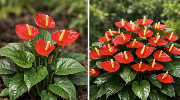 Tajna bujnog anturijuma: Jednostavno prirodno gnojivo koje može pomoći da biljka cvjeta tokom cijele godine