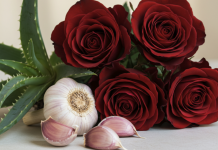 Jednostavan trik za uspješno razmnožavanje ruža