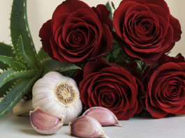 Jednostavan trik za uspješno razmnožavanje ruža