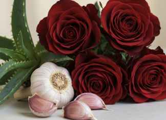 Jednostavan trik za uspješno razmnožavanje ruža