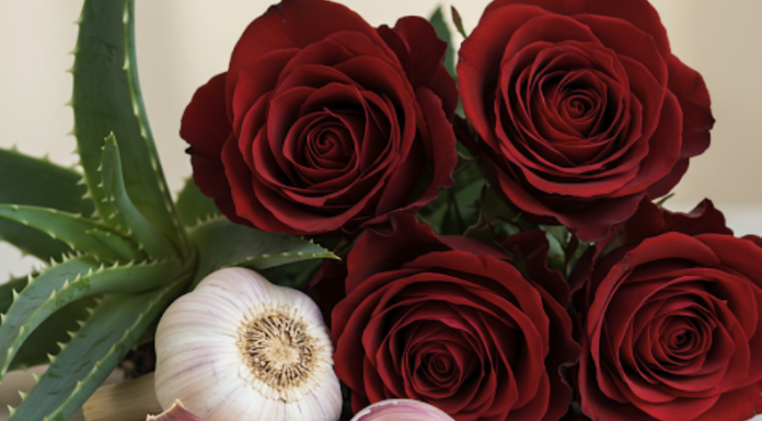 Jednostavan trik za uspješno razmnožavanje ruža