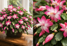 Jednostavan prirodni napitak koji pomaže da božićni kaktus cvjeta više puta godišnje