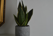 Kako uzgajati biljku zmiju u dvorištu i postići maksimalan prinos uz minimalan trud