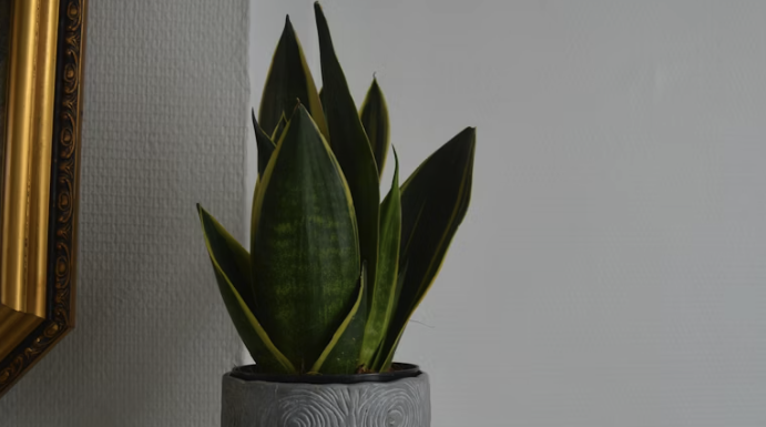 Kako uzgajati biljku zmiju u dvorištu i postići maksimalan prinos uz minimalan trud