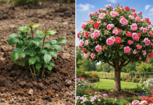 Jednostavan trik sa krompirom za razmnožavanje ruža: Prirodna metoda koja podstiče brzo ukorjenjivanje