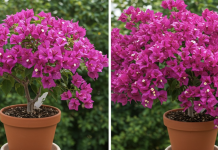 Kako napraviti prelijep bonsai od bugenvilije: Detaljan vodič korak po korak