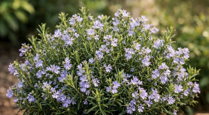 Od jedne grančice do cijelog vrta: Kako lako uzgojiti desetine sadnica ruzmarina kod kuće