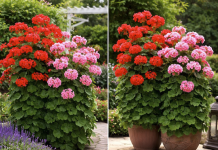 Jedna kašika za savršen geranijum: Tajna bujnog rasta i cvjetanja tokom cijele godine
