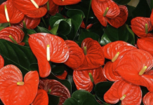 KRIŠKE MRKVE SU TAJNA INSTANT CVJETANJA ANTURIJUMA