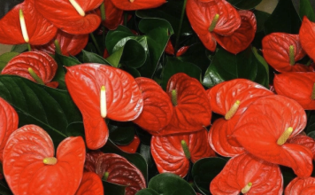 KRIŠKE MRKVE SU TAJNA INSTANT CVJETANJA ANTURIJUMA