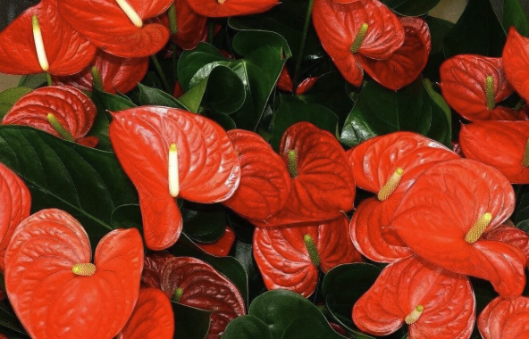 KRIŠKE MRKVE SU TAJNA INSTANT CVJETANJA ANTURIJUMA