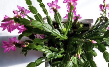 Kako pravilno njegovati božićni kaktus: vodič za dugotrajan rast i bogato cvjetanje