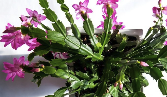 Kako pravilno njegovati božićni kaktus: vodič za dugotrajan rast i bogato cvjetanje