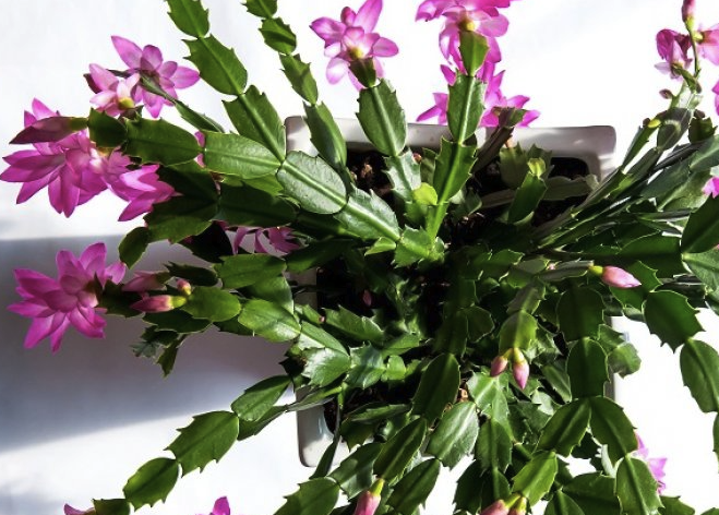 Slika zaslona 2026-03-31 u 07.21.08