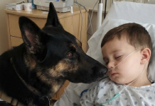 DODIR KOJI VRAĆA ŽIVOT: PRIČA O DJEČAKU, NADI I NEPOKOLEBLJIVOJ ODJANOSTI JEDNOG PSA