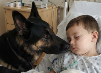 DODIR KOJI VRAĆA ŽIVOT: PRIČA O DJEČAKU, NADI I NEPOKOLEBLJIVOJ ODJANOSTI JEDNOG PSA